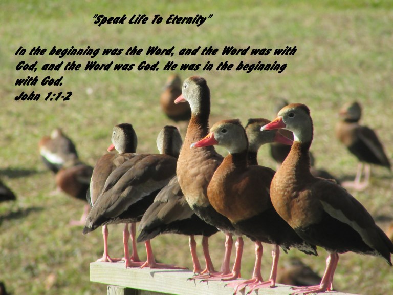 © Photo Artist Susan Ruth Robertson 090025006100 078 - Copy.JPG