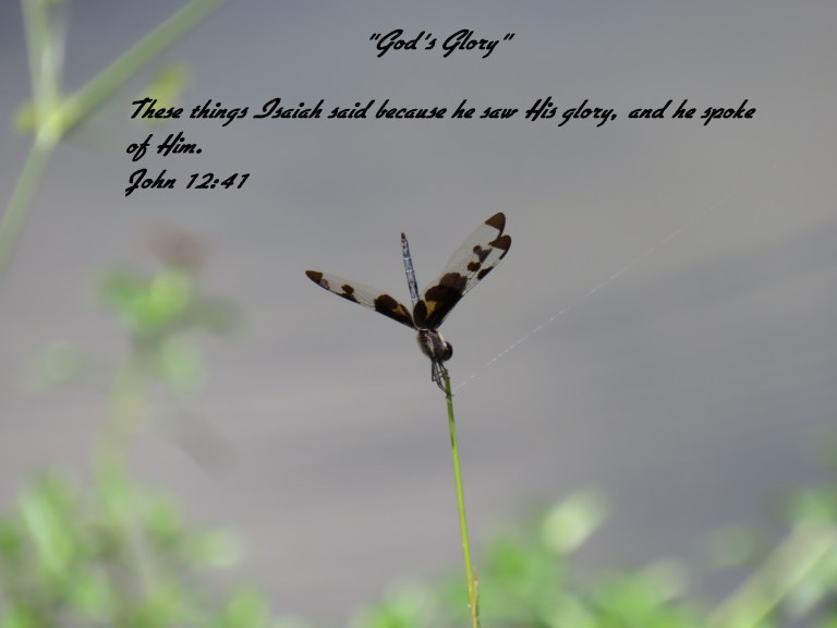 © Photo Artist Susan Ruth Robertson 090025006100 SX 400 IS (40).JPG