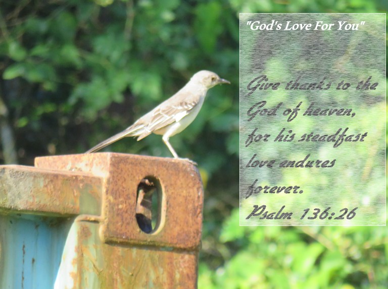 © Photo Artist Susan Ruth Robertson 090025006100 SX 540 HS (30).JPG