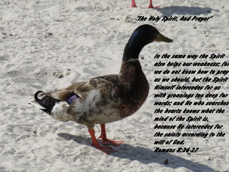 © Photo Artist Susan Ruth Robertson 090025006100 SX 540 HS  (68) - Copy.JPG