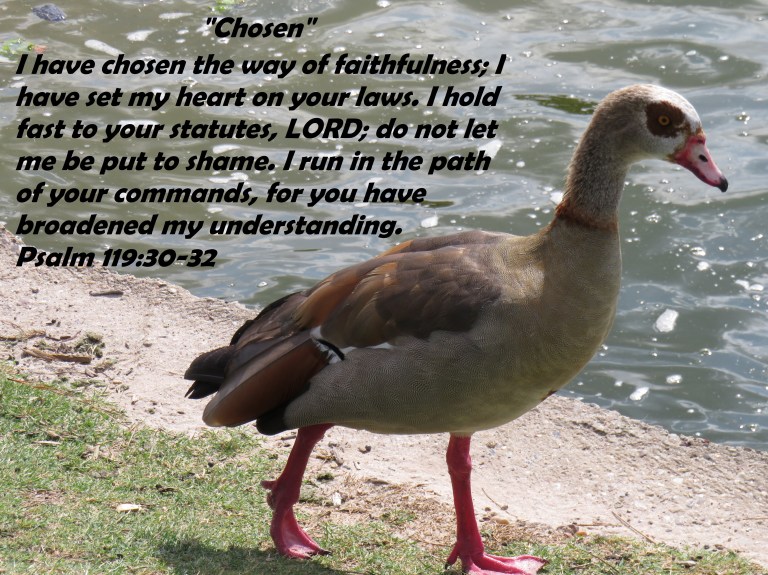 © Photo Artist Susan Ruth Robertson 090025006100 SX540HS 015 - Copy.JPG