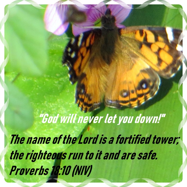 Photo Artist Susan Robertson (13) - Copy.JPG