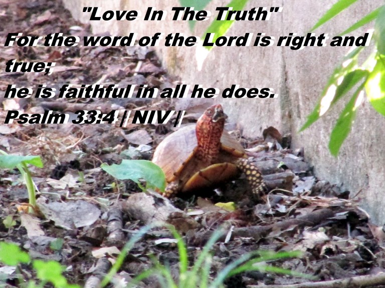 © Photo Artist Susan Ruth Robertson 090025006100 047.JPG