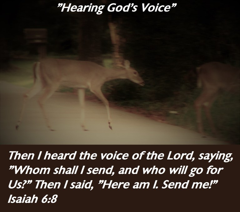 © Photo Artist Susan Ruth Robertson 090025006100 Canon PowerShot SX400 IS 050 - Copy.JPG