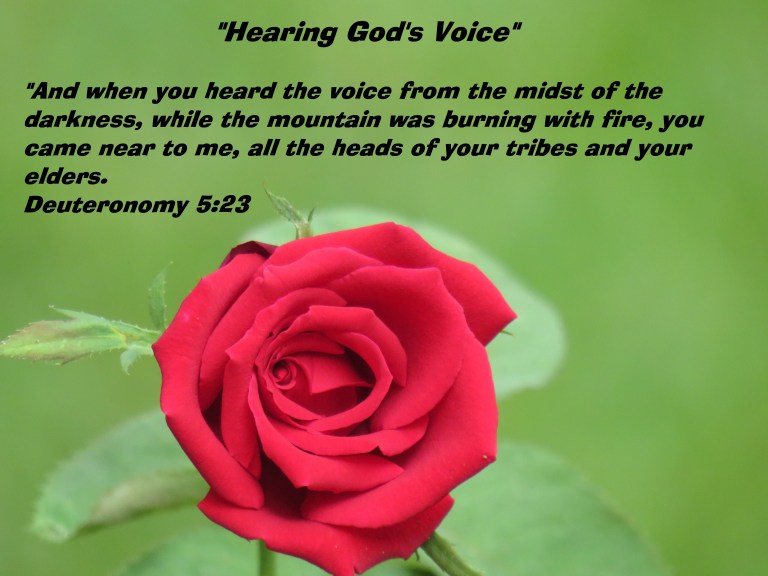 © Photo Artist Susan Ruth Robertson 090025006100 SX 400 IS (6).JPG