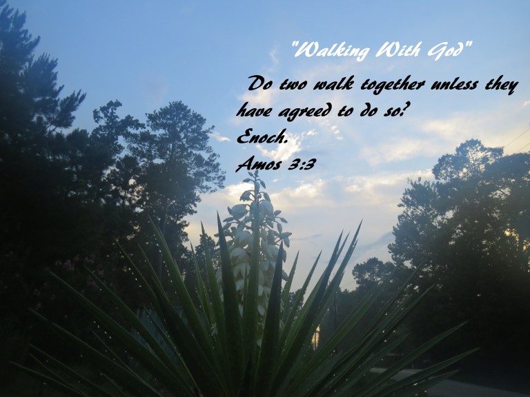 © Photo Artist Susan Ruth Robertson 090025006100 SX 540 HS (13) - Copy.JPG