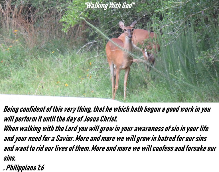 © Photo Artist Susan Ruth Robertson 090025006100 SX 540 HS   (74) - Copy.JPG