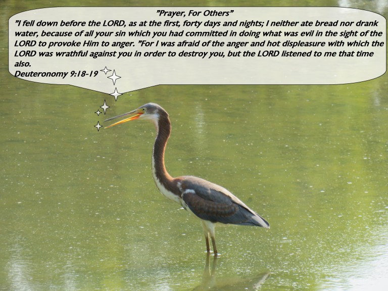 © Photo Artist Susan Ruth Robertson 090025006100 SX540HS 051 - Copy.JPG