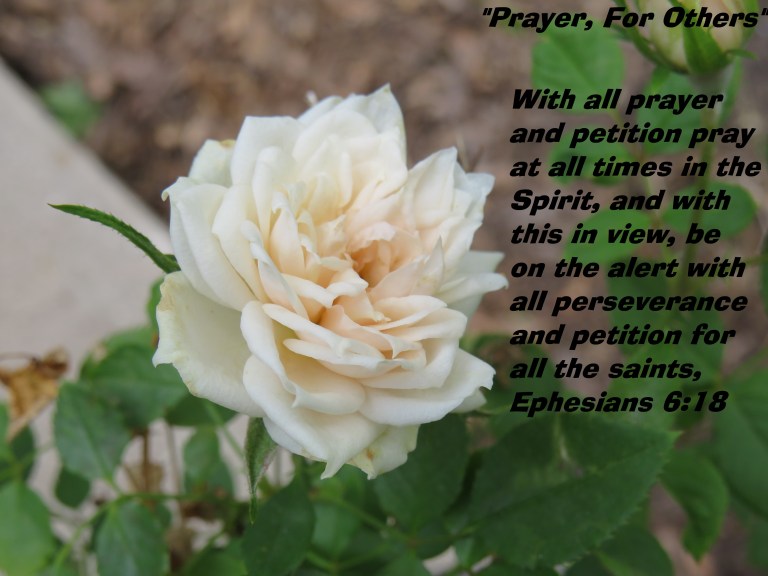 © Photo Artist Susan Ruth Robertson 090025006100 SX 400 IS (101).JPG