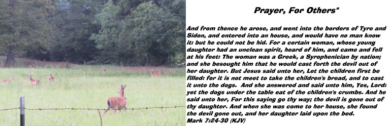 © Photo Artist Susan Ruth Robertson 090025006100 SX 400 IS (33).JPG