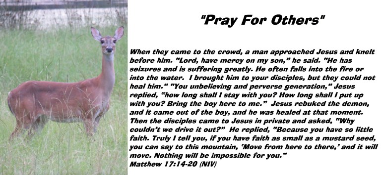 © Photo Artist Susan Ruth Robertson 090025006100 SX 400 IS (36).JPG