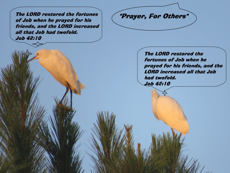 © Photo Artist Susan Ruth Robertson 090025006100 SX 400 IS (39) - Copy.JPG