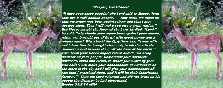 © Photo Artist Susan Ruth Robertson 090025006100 SX 400 IS (62).JPG