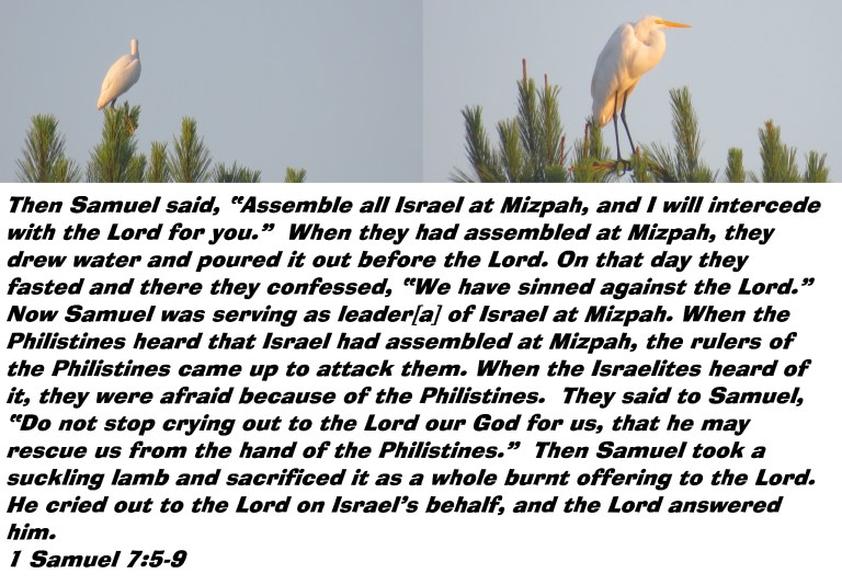 © Photo Artist Susan Ruth Robertson 090025006100 SX 400 IS (75) - Copy.JPG