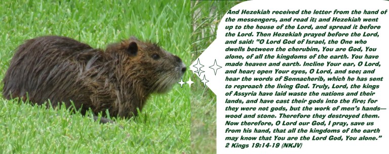 © Photo Artist Susan Ruth Robertson 090025006100 SX 400 IS  (88).JPG