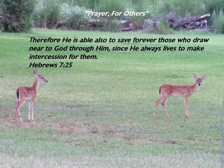 © Photo Artist Susan Ruth Robertson 090025006100 SX540HS 026 - Copy.JPG