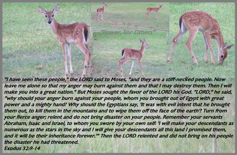 © Photo Artist Susan Ruth Robertson 090025006100 SX540HS 028.JPG