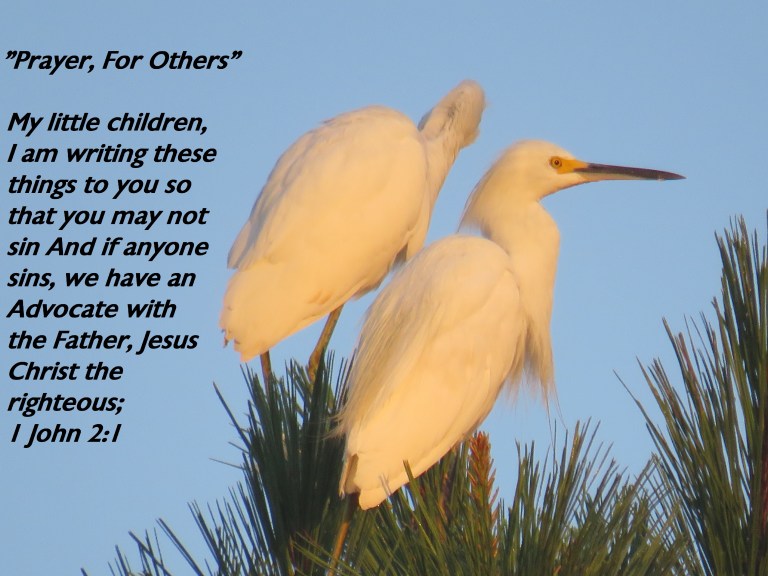 © Photo Artist Susan Ruth Robertson 090025006100 SX540HS 055 - Copy.JPG