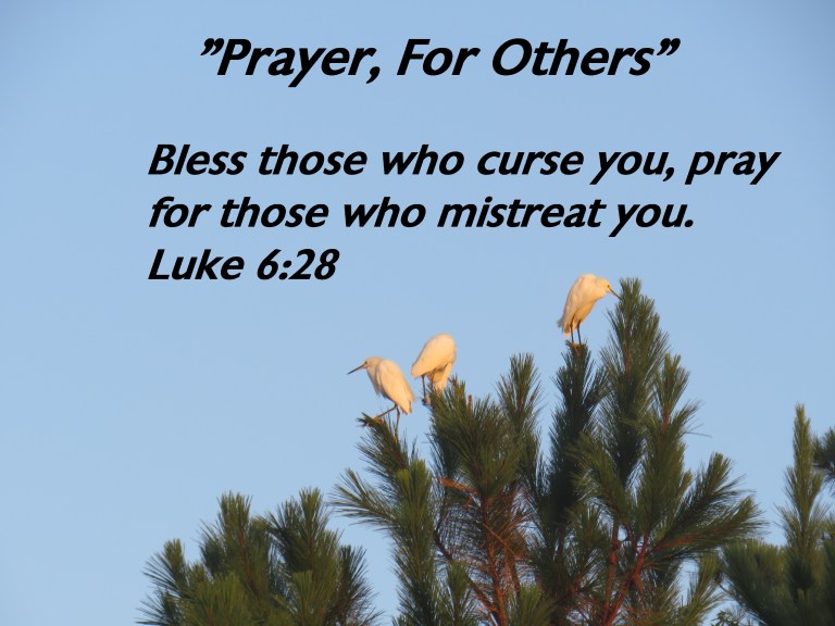 © Photo Artist Susan Ruth Robertson 090025006100 SX540HS 058 - Copy.JPG