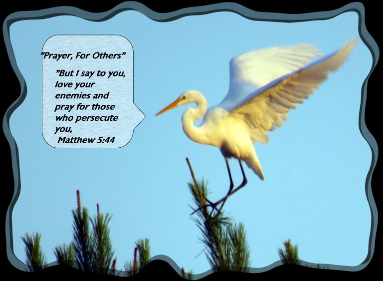 © Photo Artist Susan Ruth Robertson 090025006100 SX540HS 063 - Copy - Copy - Copy.JPG