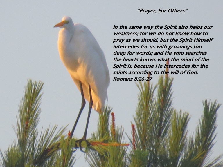 © Photo Artist Susan Ruth Robertson 090025006100 SX540HS 068.JPG