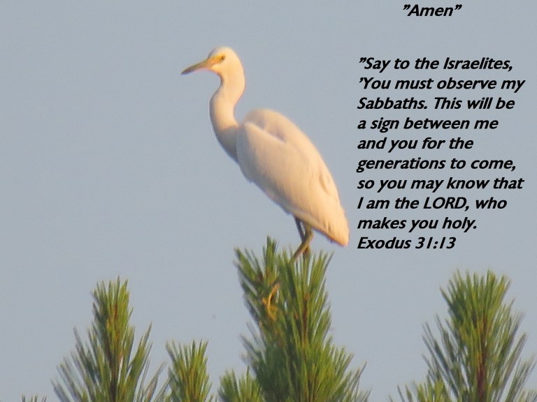 © Photo Artist Susan Ruth Robertson 090025006100 SX540HS 075 - Copy.JPG