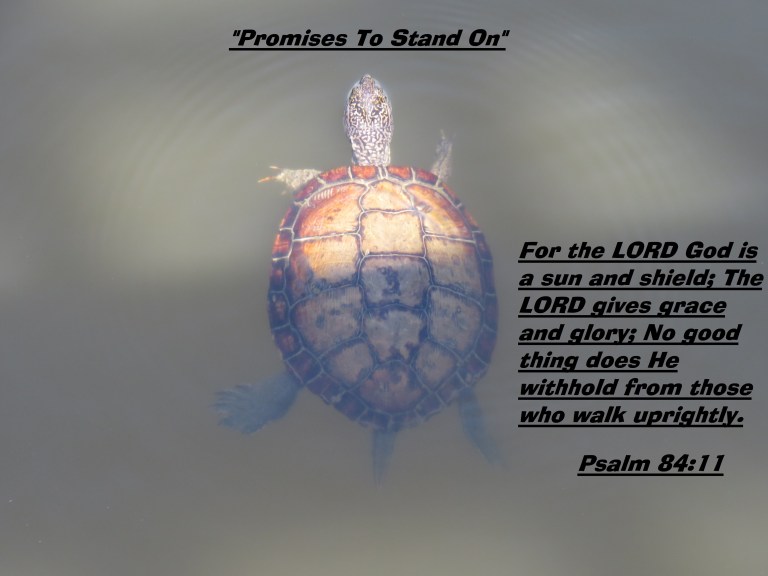 © Photo Artist Susan Ruth Robertson 090025006100 SX 400 IS (39) - Copy.JPG