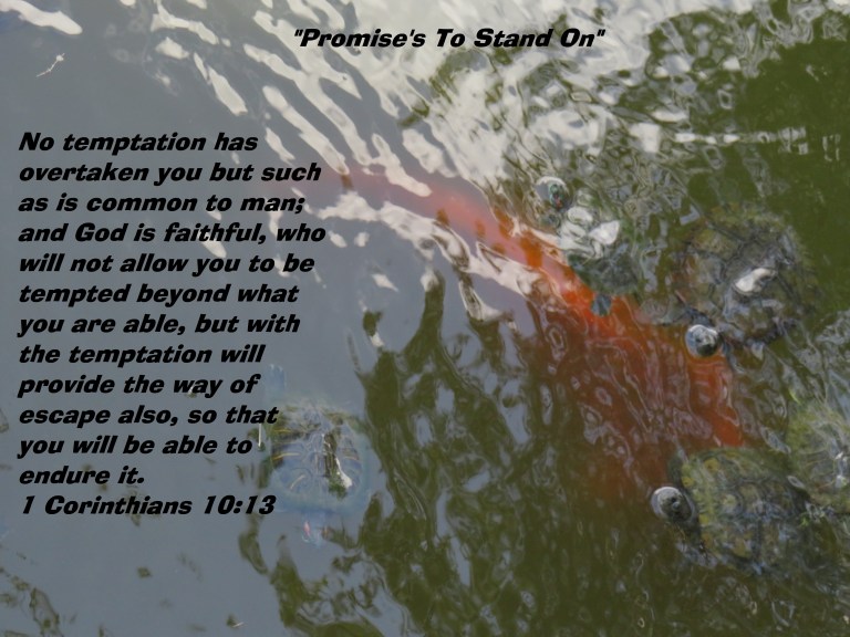 © Photo Artist Susan Ruth Robertson 090025006100 SX 400 IS (44) - Copy.JPG