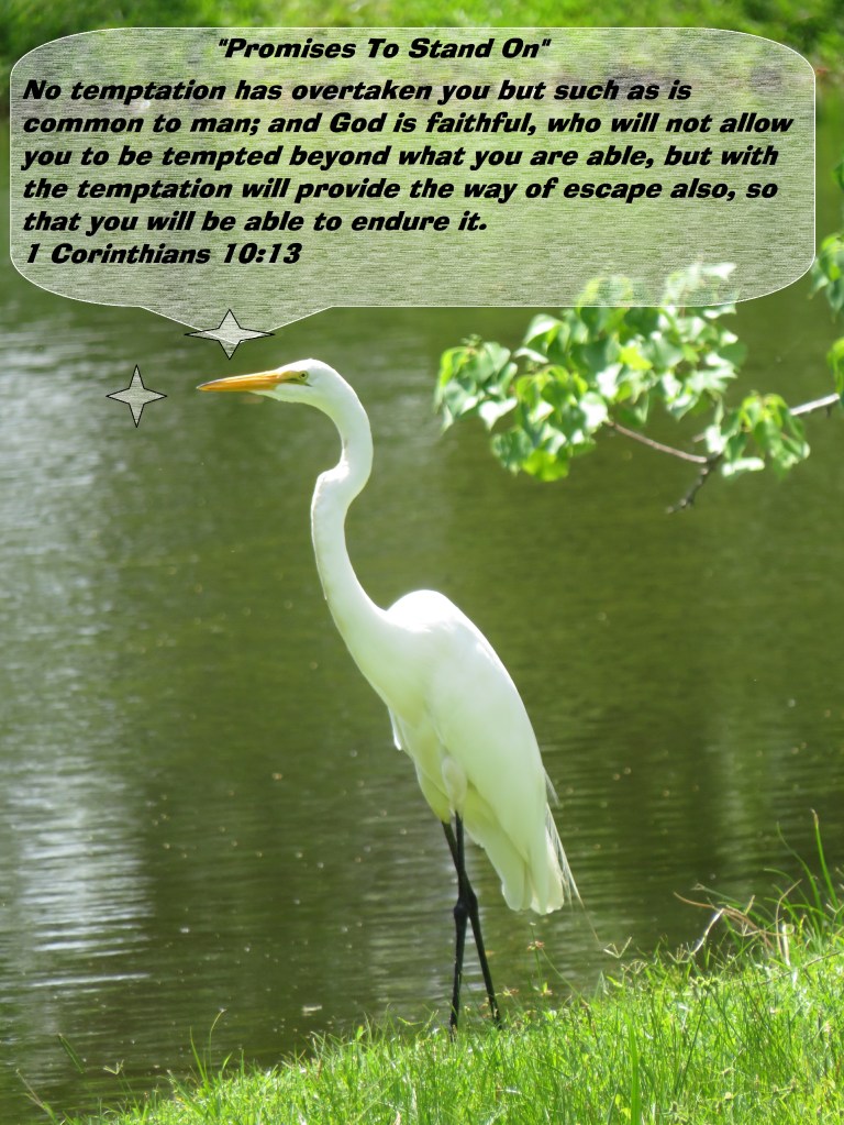 © Photo Artist Susan Ruth Robertson 090025006100 SX 400 IS (50).JPG