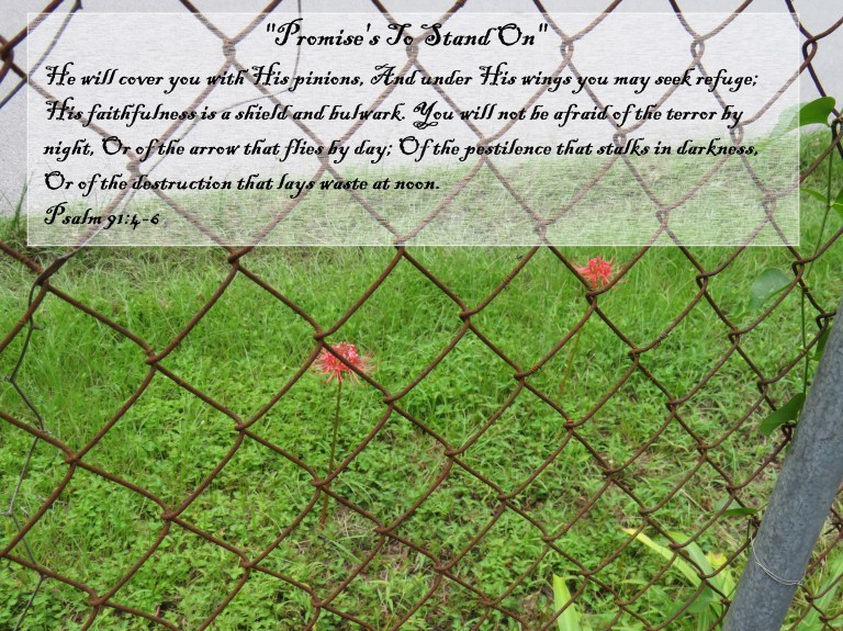 © Photo Artist Susan Ruth Robertson 090025006100 SX540HS 032.JPG