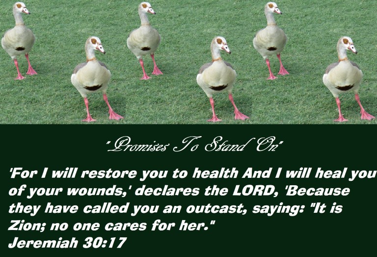 IMG_4139© Photo Artist Susan Ruth Robertson 090025006100 SX 400 IS  (61) - Copy.JPG