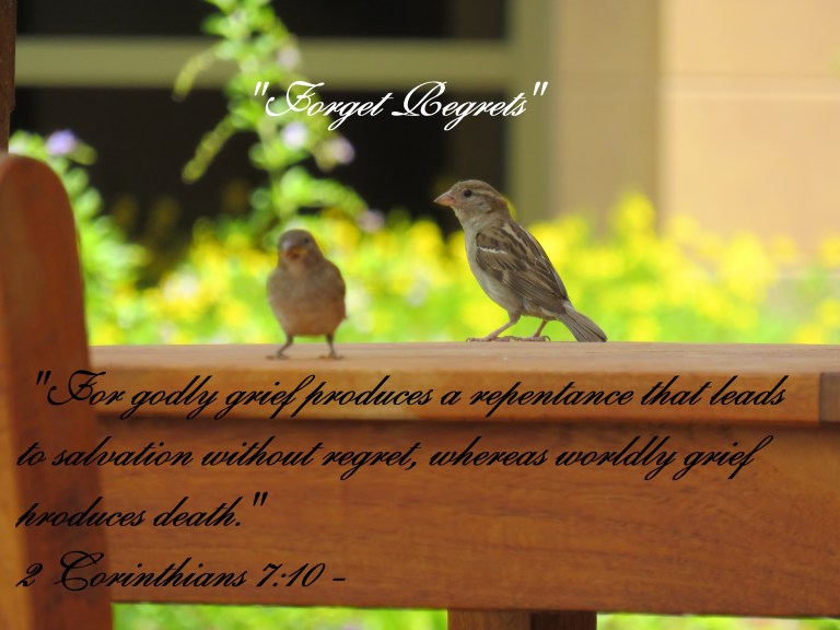 © Photo Artist Susan Ruth Robertson 090025006100 SX 540 HS (16) - Copy.JPG