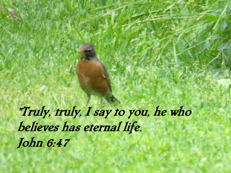 © Photo Artist Susan Ruth Robertson 090025006100 SX 400 IS (1).JPG