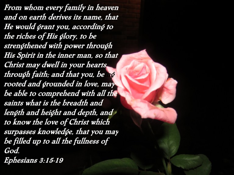 © Photo Artist Susan Ruth Robertson 090025006100 SX 400 IS  (27) - Copy.JPG