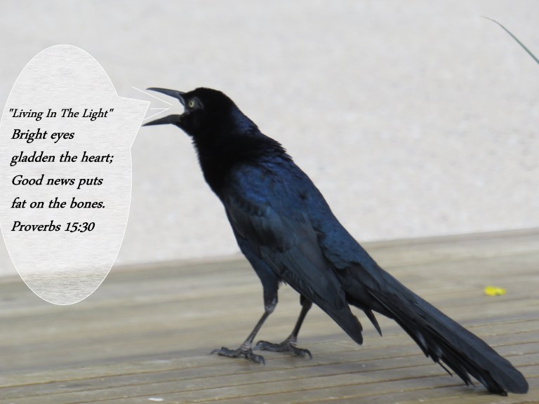 © Photo Artist Susan Ruth Robertson 090025006100 SX 400 IS ( (38) - Copy - Copy - Copy.JPG