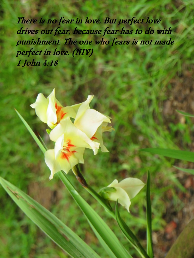 © Photo Artist Susan Ruth Robertson 090025006100 SX 400 IS  (39) - Copy.JPG