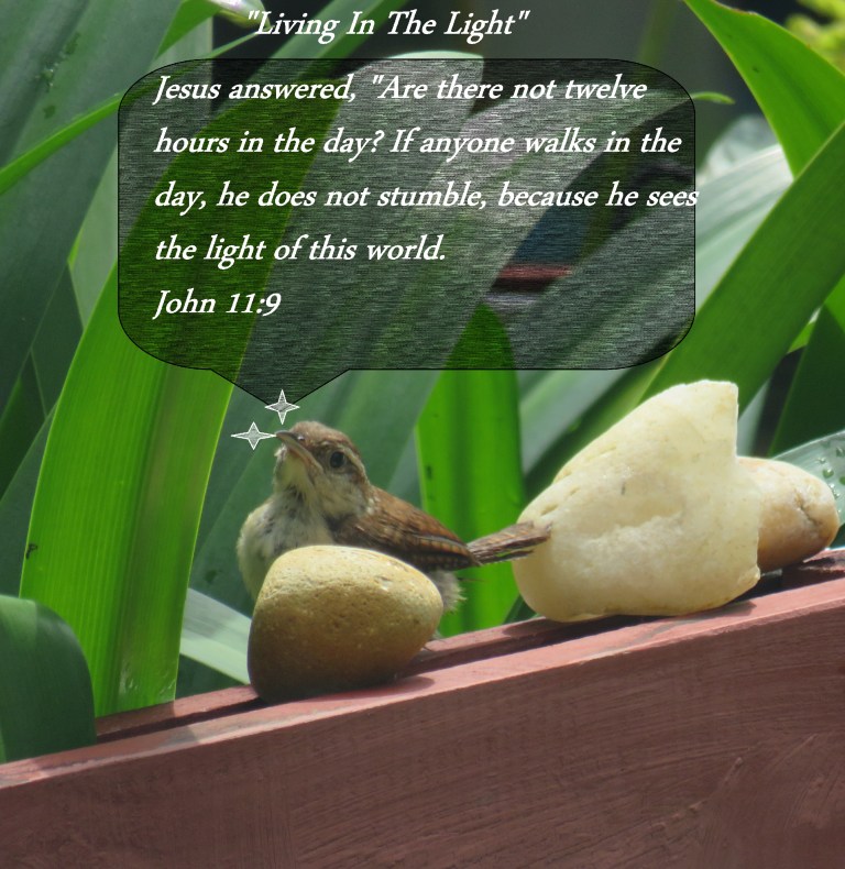 © Photo Artist Susan Ruth Robertson 090025006100 SX 400 IS  (4) - Copy.JPG