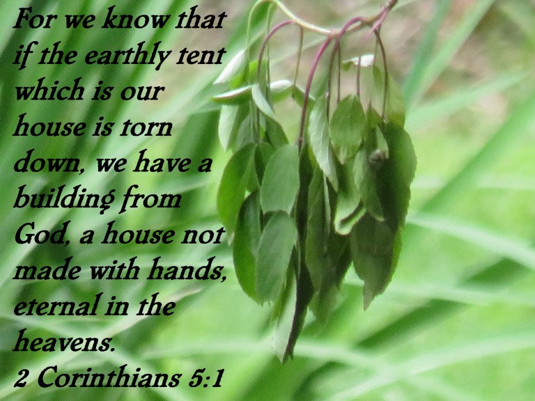 © Photo Artist Susan Ruth Robertson 090025006100 SX 400 IS (4) - Copy.JPG