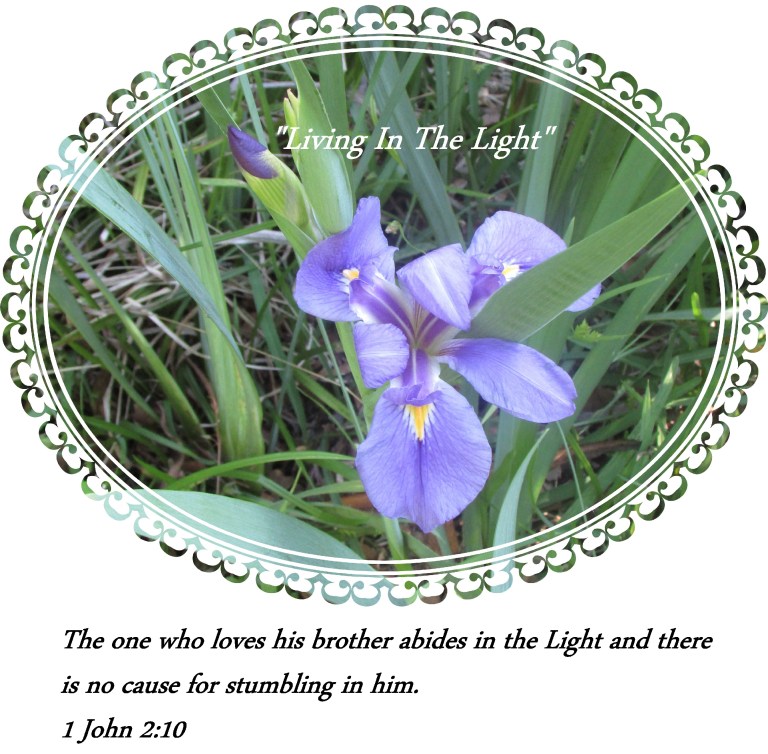 © Photo Artist Susan Ruth Robertson 090025006100 SX 400 IS (7) - Copy.JPG