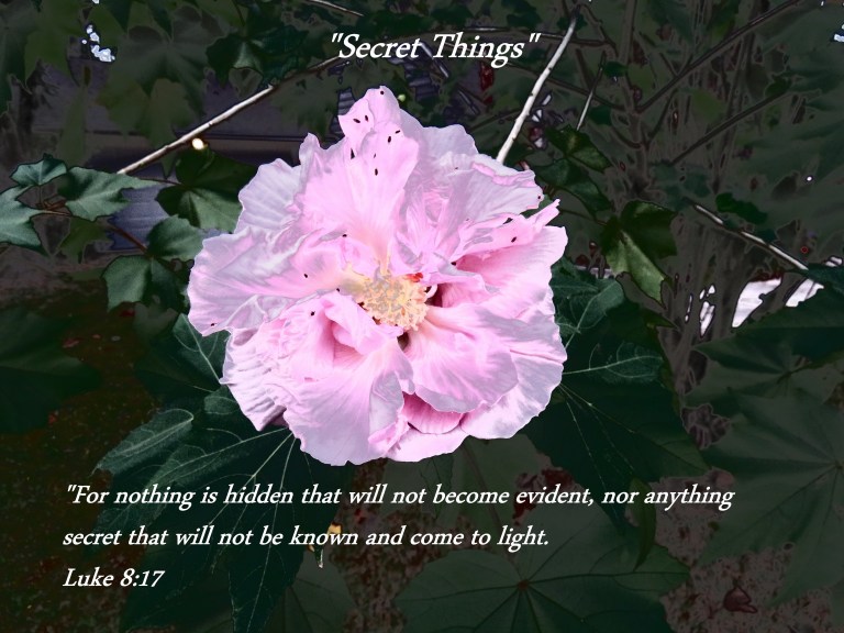 © Photo Artist Susan Ruth Robertson 090025006100 SX 540HS (12) - Copy.JPG