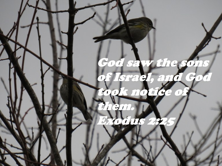 © Photo Artist Susan Ruth Robertson 090025006100 SX 540HS (23) - Copy.JPG