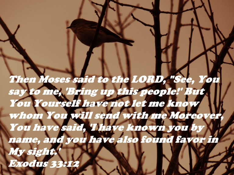 © Photo Artist Susan Ruth Robertson 090025006100 SX 540HS (25) - Copy.JPG