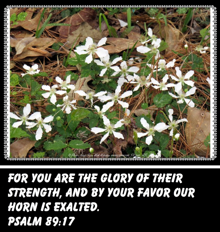 © Photo Artist Susan Ruth Robertson 090025006100 SX 540 HS 025 - Copy (2).JPG