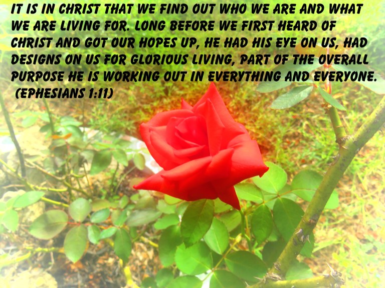 © Photo Artist Susan Ruth Robertson 090025006100 SX 400 IS (2) - Copy.JPG