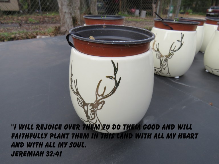 © Photo Artist Susan Ruth Robertson 090025006100 SX 400 IS   (20).JPG