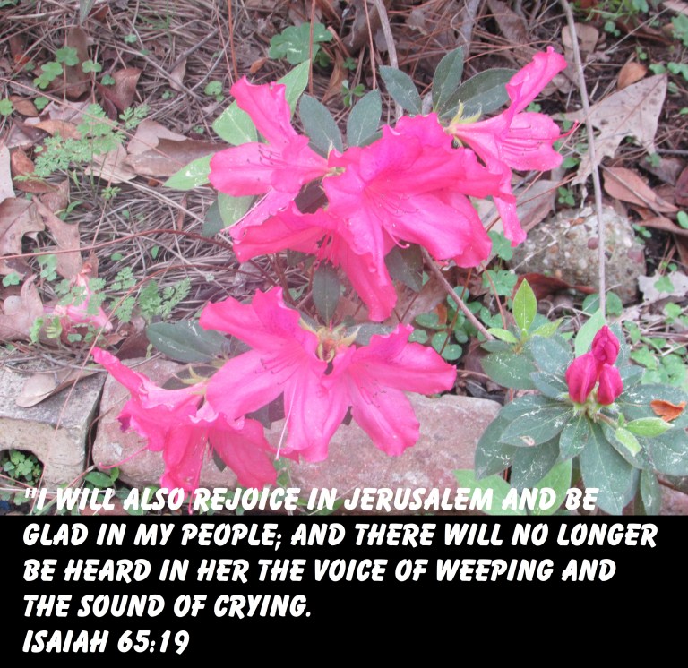 © Photo Artist Susan Ruth Robertson 090025006100 SX 540 HS 004.JPG