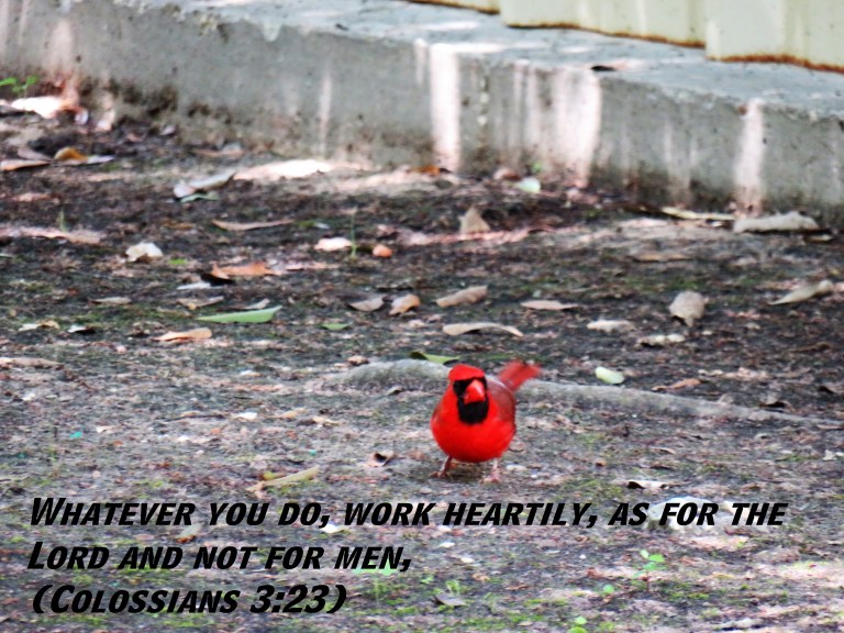 © Photo Artist Susan Ruth Robertson 090025006100 SX 400 IS (18) - Copy.JPG