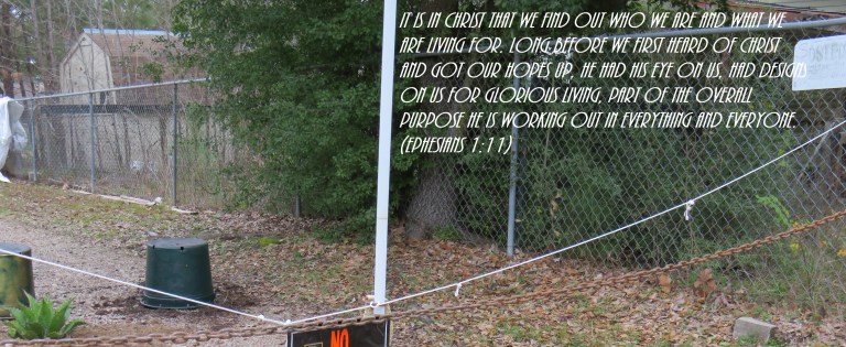 © Photo Artist Susan Ruth Robertson 090025006100 SX 400 IS (21).JPG