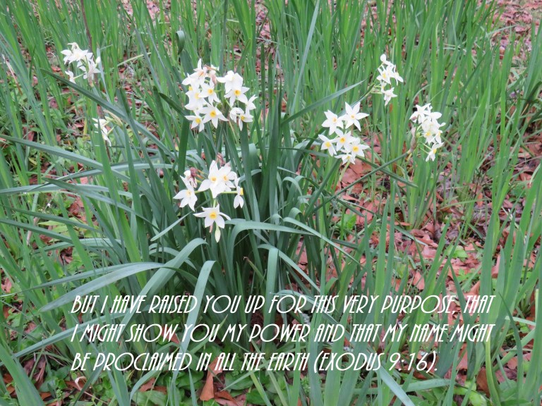 © Photo Artist Susan Ruth Robertson 090025006100 SX 400 IS (22).JPG