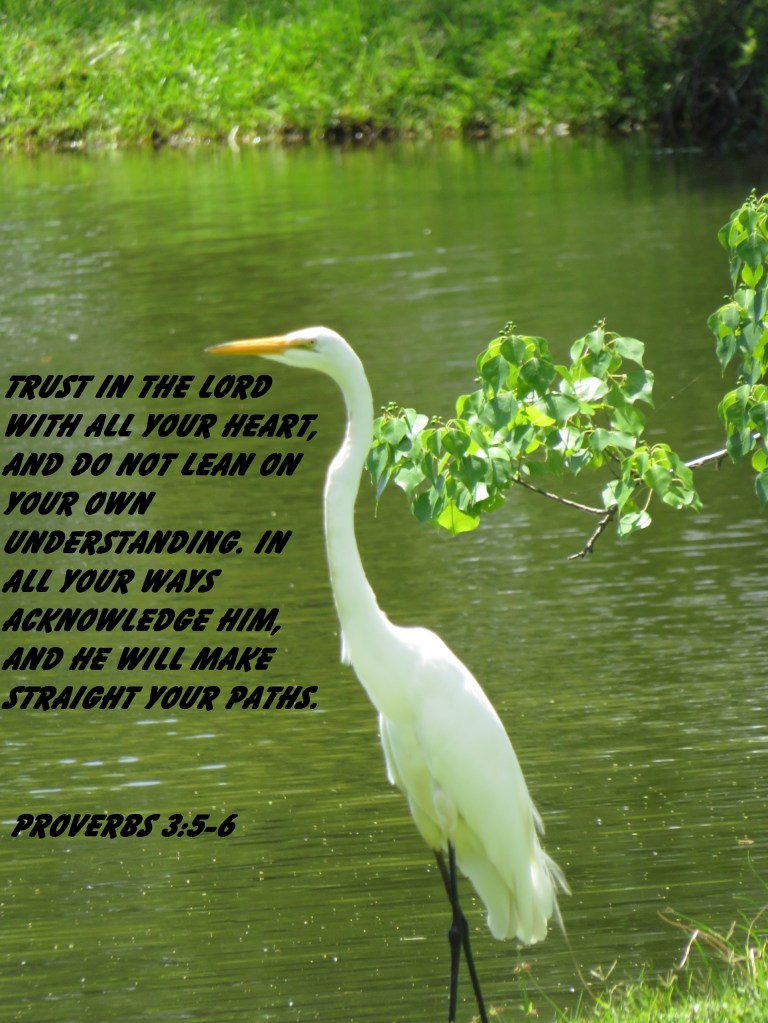 © Photo Artist Susan Ruth Robertson 090025006100 SX 400 IS (54) - Copy.JPG